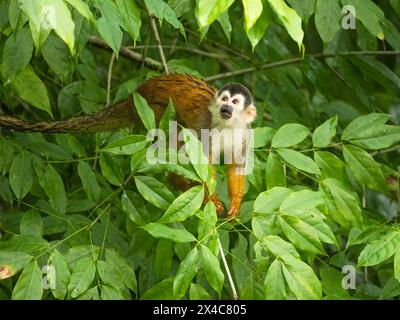 Central American Squirrel Monkey, Saimiri oerstedii, climbing tree in Costa Rica, Central America Stock Photo