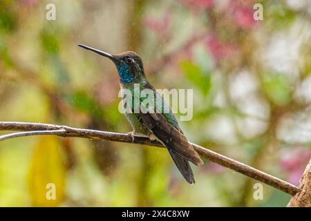 Costa Rica, Cordillera de Talamanca. Talamanca hummingbird in rain. Stock Photo