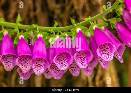 Costa Rica, Cordillera de Talamanca. Foxglove flowers blooming. Stock Photo