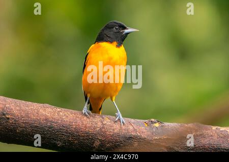 Costa Rica, Cordillera de Talamanca. Baltimore oriole bird close-up. Stock Photo