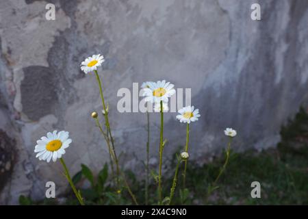 Wild daisies closeup across gray rough background. Spring natural background. Copy space Stock Photo