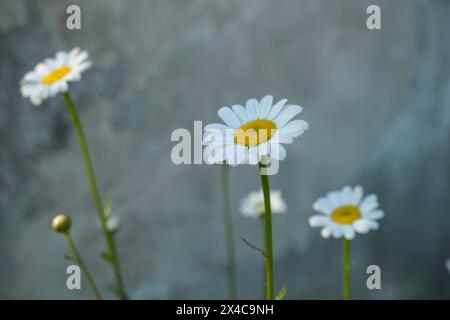 Wild daisies closeup across gray rough background. Spring natural background. Copy space Stock Photo