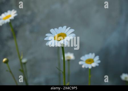Wild daisies closeup across gray rough background. Spring natural background. Copy space Stock Photo