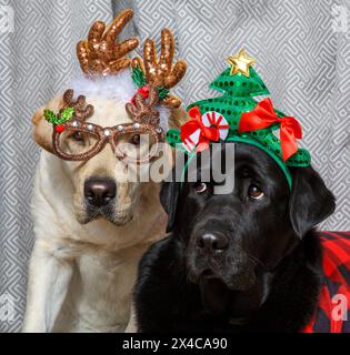 USA, Arizona, Buckeye. Labrador retrievers dressed up for Christmas. (PR) Stock Photo
