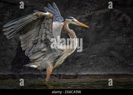 USA, Arizona, Cottonwood. Great blue heron close-up. Stock Photo