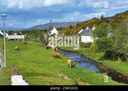 The renowned small crofting village of Duirinish village, near Plockton, Lochalsh.  Picture shows highland cows. Western Highlands,  Scotland, UK Stock Photo