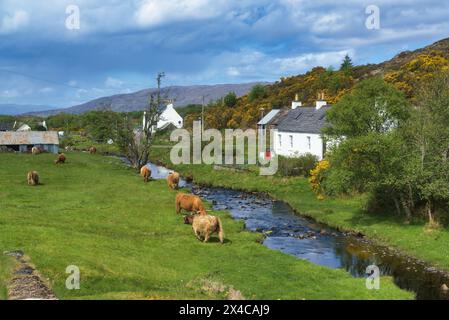 The renowned small crofting village of Duirinish village, near Plockton, Lochalsh.  Picture shows highland cows. Western Highlands,  Scotland, UK Stock Photo