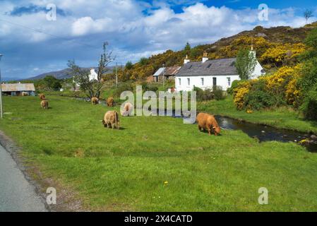 The renowned small crofting village of Duirinish village, near Plockton, Lochalsh.  Picture shows highland cows. Western Highlands,  Scotland, UK Stock Photo