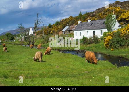 The renowned small crofting village of Duirinish village, near Plockton, Lochalsh.  Picture shows highland cows. Western Highlands,  Scotland, UK Stock Photo