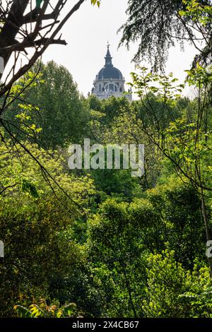 View of the Almudena Cathedral rising from the trees in Spain's capital, Madrid. Stock Photo