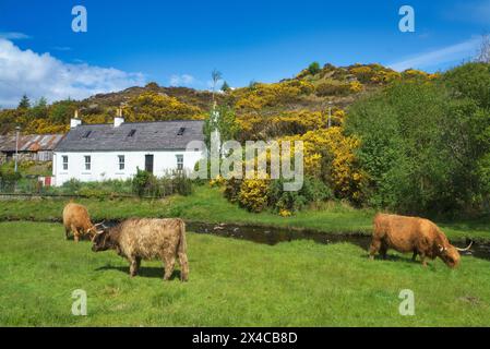 The renowned small crofting village of Duirinish village, near Plockton, Lochalsh.  Picture shows highland cows. Western Highlands,  Scotland, UK Stock Photo