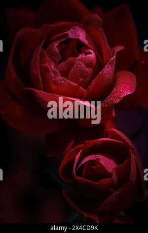 USA, Colorado, Fort Collins. Close-up of red roses. Stock Photo