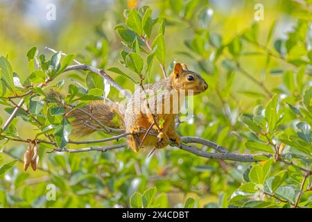 USA, Colorado, Fort Collins. Fox squirrel in tree. Stock Photo