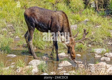 USA, Colorado, Fort Collins. Bull moose drinking in creek. Stock Photo