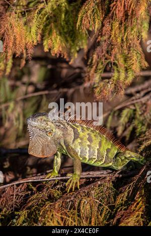 An exotic green iguana takes in the morning sun, resting in a cypress tree.. Stock Photo