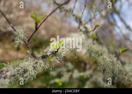 Lichen growing on the small branches of a beech tree in a Scottish Wood. Stock Photo