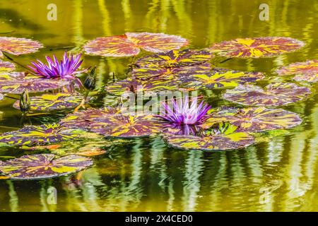 Purple Nymphaea, Fairchild Tropical Botanic Garden, Coral Gables, Florida. Stock Photo