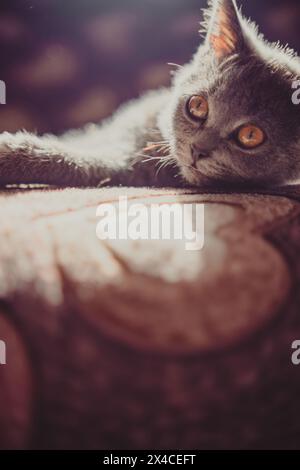 Gray Cat Laying on Top of Bed. A gray cat is resting comfortably on top of a bed in a relaxed position Stock Photo