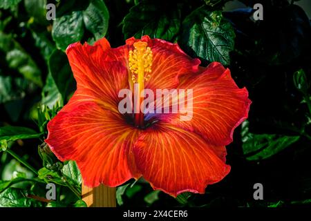 Deep bright orange hibiscus flower, Honolulu. State flower of Hawaii ...