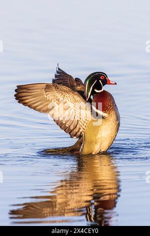 Wood Duck (Aix sponsa) male flapping wings in wetland, Marion County, Illinois. Stock Photo