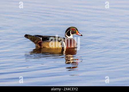 Wood Duck (Aix sponsa) male in wetland, Marion County, Illinois. Stock Photo