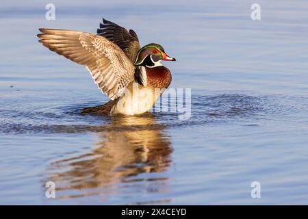 Wood Duck (Aix sponsa) male flapping wings in wetland, Marion County, Illinois. Stock Photo