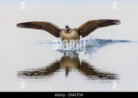 Canada Goose (Branta canadensis) landing in wetland, Marion County, Illinois. Stock Photo