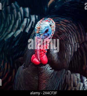 USA, Minnesota, Mendota Heights. Close-up urban wild turkey on suburban deck Stock Photo