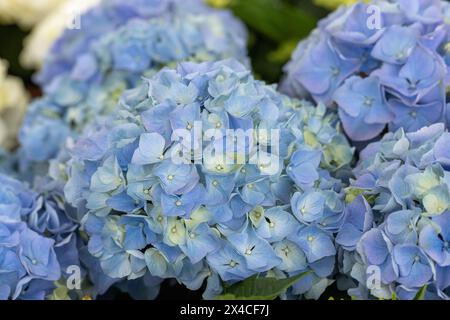 Close up of blue Hydrangea macrophylla flowering in the UK Stock Photo