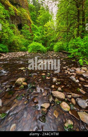 Oneonta Gorge, Columbia River Gorge National Scenic Area, Oregon, USA Stock Photo