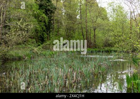 Linear Park, Cinderford is a wild space based around an old forest railway/tramway in an industrial zone of the town. Stock Photo