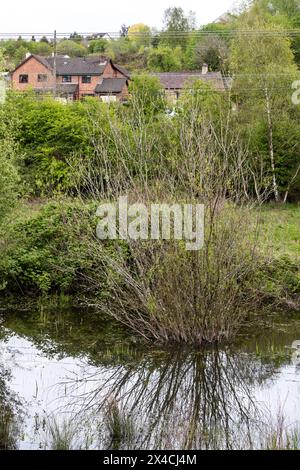 Linear Park, Cinderford is a wild space based around an old forest railway/tramway in an industrial zone of the town. Stock Photo