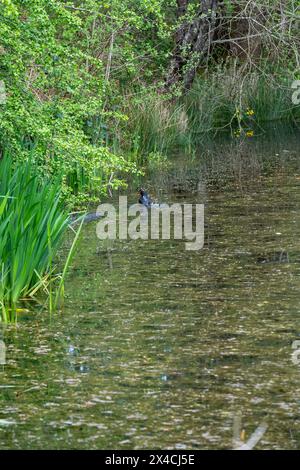 Linear Park, Cinderford is a wild space based around an old forest railway/tramway in an industrial zone of the town. Stock Photo