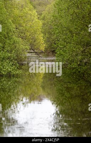 Linear Park, Cinderford is a wild space based around an old forest railway/tramway in an industrial zone of the town. Stock Photo