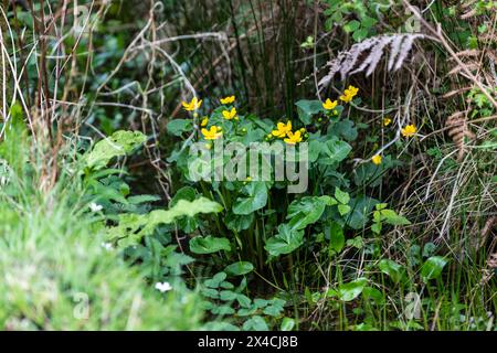 Linear Park, Cinderford is a wild space based around an old forest railway/tramway in an industrial zone of the town. Stock Photo