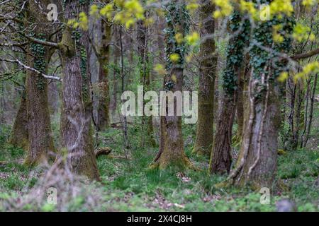 Linear Park, Cinderford is a wild space based around an old forest railway/tramway in an industrial zone of the town. Stock Photo