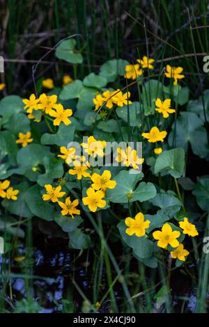 Linear Park, Cinderford is a wild space based around an old forest railway/tramway in an industrial zone of the town. Stock Photo