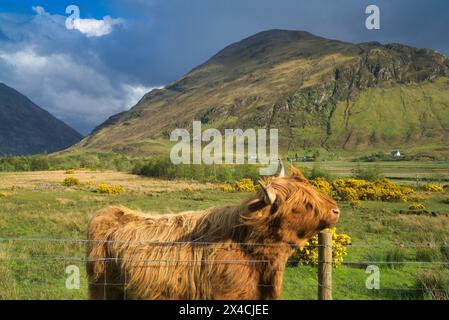 Highland Cows with bright yellow gorse in field.  Morvich, Shiel Bridge, North west  Highlands, Scotland, UK Stock Photo