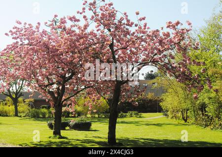 Copenhagen/ Denmark/02 May 2024 /Springs blooms in danish capital ...