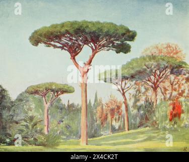 Rock Pines in the Grounds of the Villa Floridiana, on the Vomero, Naples from the book ' Naples ' PAINTED BY AUGUSTINE FITZGERALD DESCRIBED BY SYBIL FITZGERALD PUBLISHED BY ADAM & CHARLES BLACK LONDON in 1904 Stock Photo