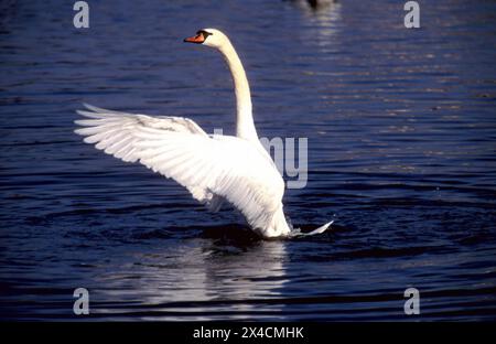 White Swan ( Cygnus olor), standing in water with spread wings, Chiemsee, Upper Bavaria, Germany, Europe, Stock Photo