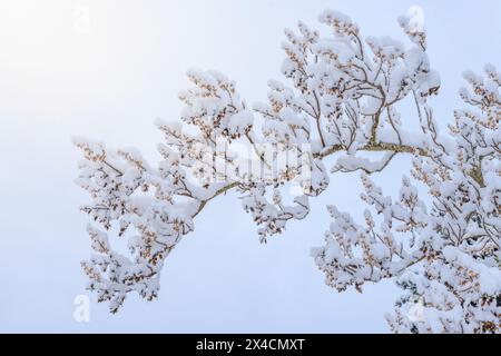 USA, Washington State, Seabeck. Close-up of snow-covered tree branches. Stock Photo