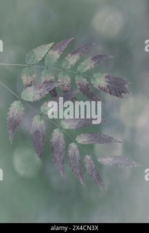 USA, Washington State. Close-up of Oregon grape leaves in autumn. Stock Photo