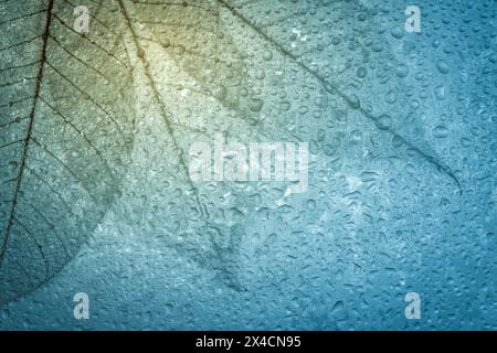 USA, Washington State. Close-up abstract of water drops on leaves. Stock Photo