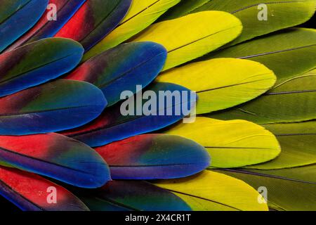 USA, Washington State, Sammamish. Feather design from a variety of macaw parrot wing feathers Stock Photo