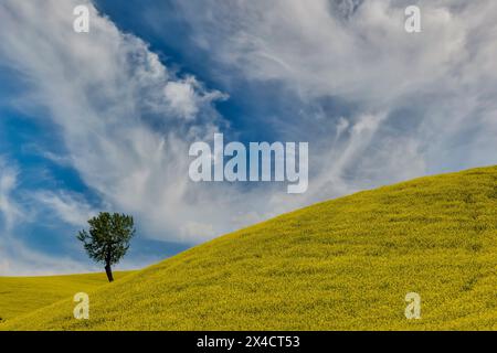 USA, Washington State, Palouse. Colfax lone pine tree in field of canola Stock Photo