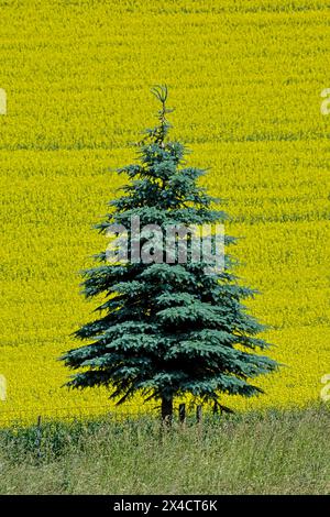 USA, Washington State, Palouse. Lone fir tree with backdrop of canola Stock Photo