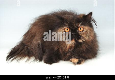 Persian Tortie Cat Layed Forwards on White Stock Photo