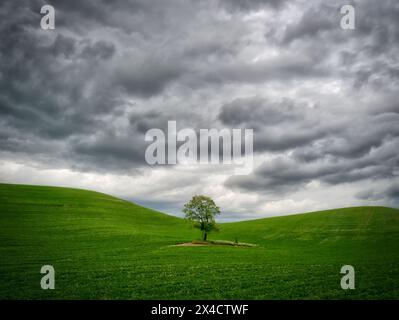 USA, Washington State, Palouse. Lone tree in a green field with storm clouds above in the Palouse countryside. Stock Photo