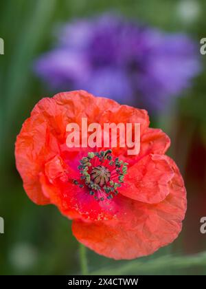 USA, Washington State, Palouse. Close-up of bright red poppy. Stock Photo